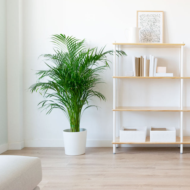 Vista lateral izquierda Estantería Liure 80 cm Personaliza 3 baldas madera pino natural 8 barras montantes lacadas blancas salón Slowdeco